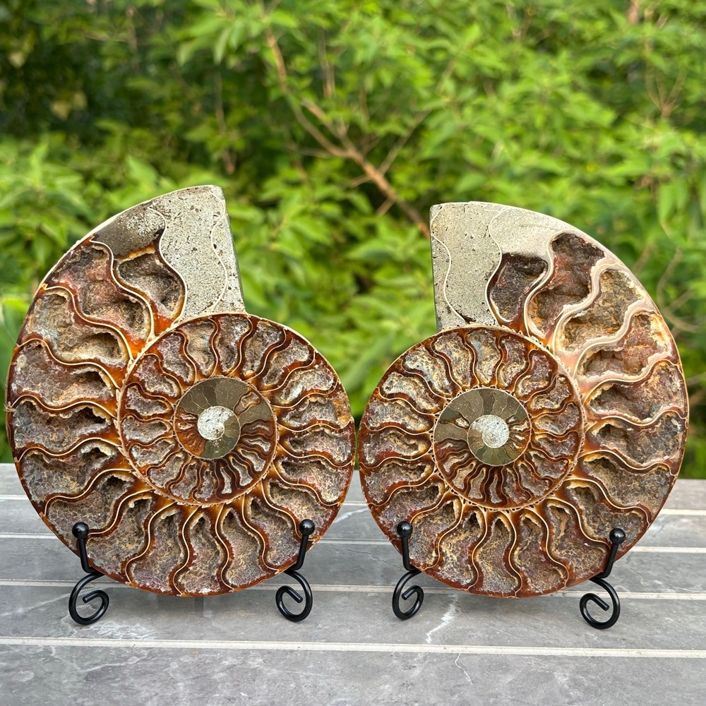 2pcs Natural ammonite fossil conch Crystal specimen healing+stand decor +Stand 2pcs Natural ammonite fossil conch Crystal specimen healing+stand decor +Stand