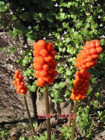 PHOTO  JACK IN THE PULPIT  (Arum italicum) VERY POISONOUS BERRIES IF EATEN