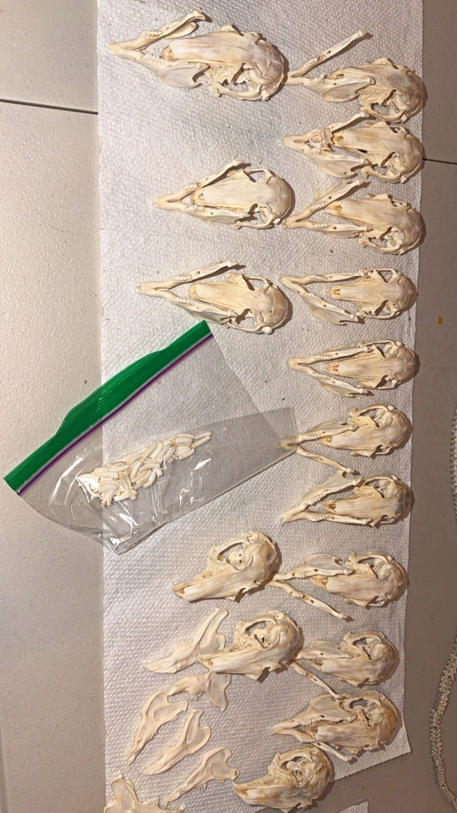 Lot of 16 Real Rabbit Skulls with Jawbones & Loose Teeth – Bone Craft Taxidermy