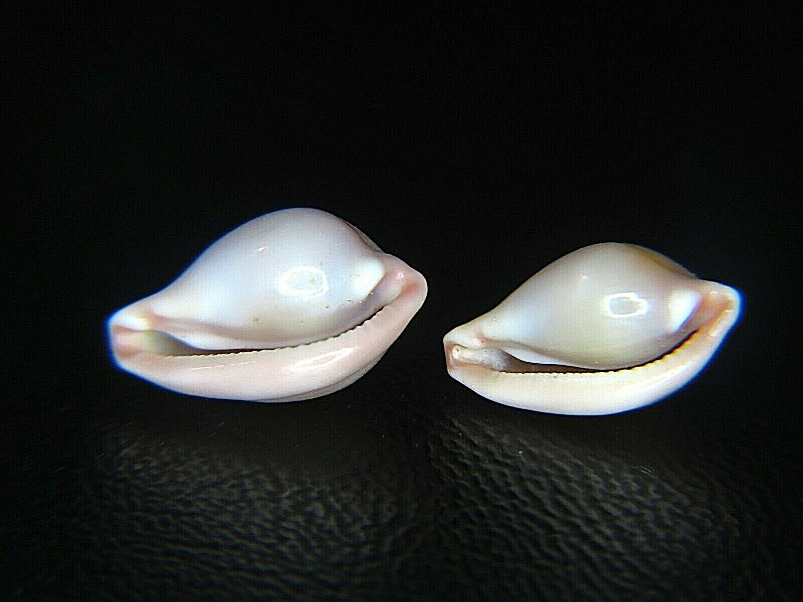 PSEUDOSIMNIA CARNEA: RARELY OFFERED DEEP-WATER OVULID PAIR @ 11.93MM & 11.57MM
