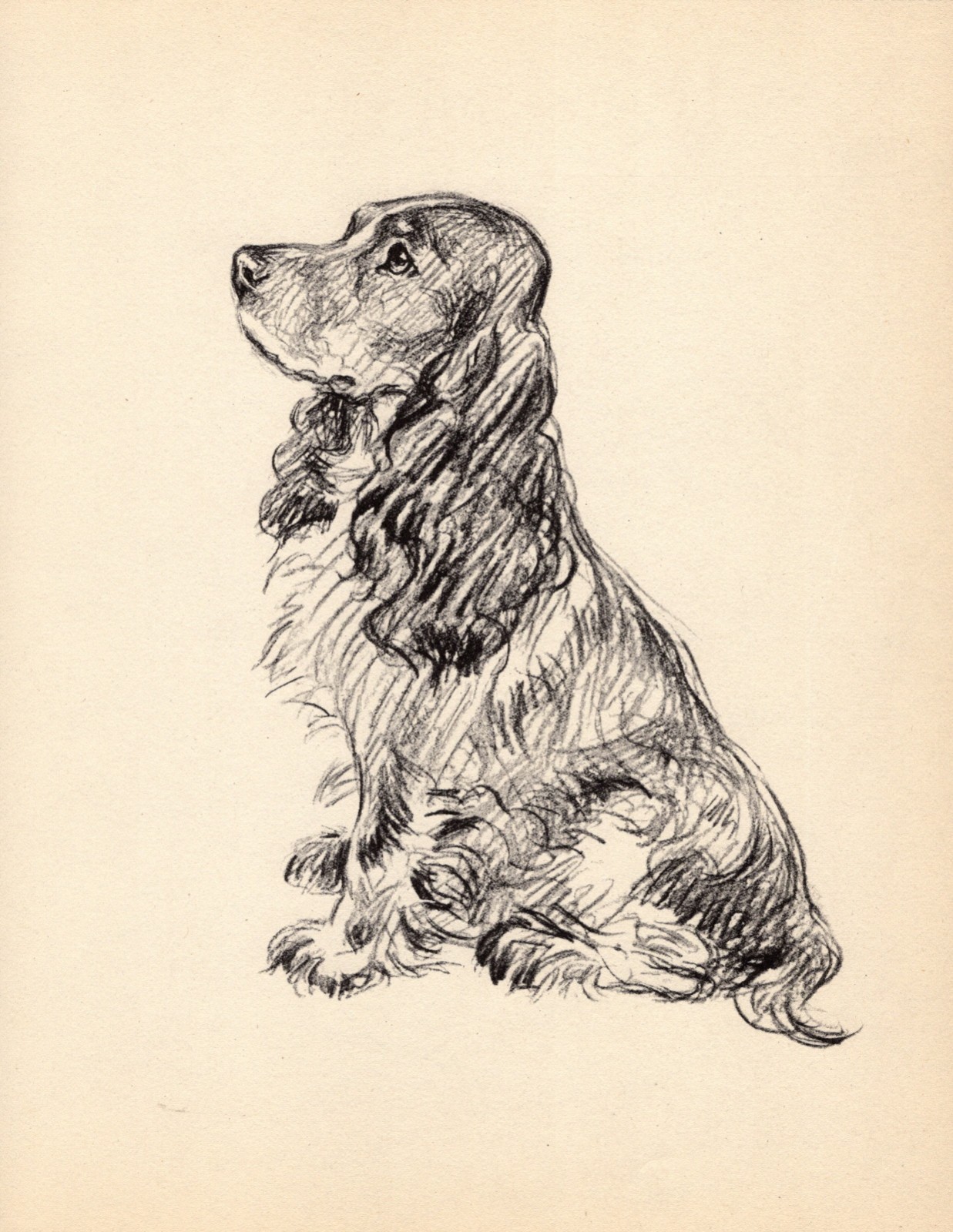 1937 Antique Cocker Spaniel Print Wall Art Decor Lucy Dawson Illustration 7048g