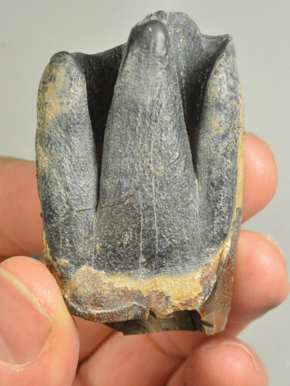 Woolly Rhino Tooth,  Siberia, Russia