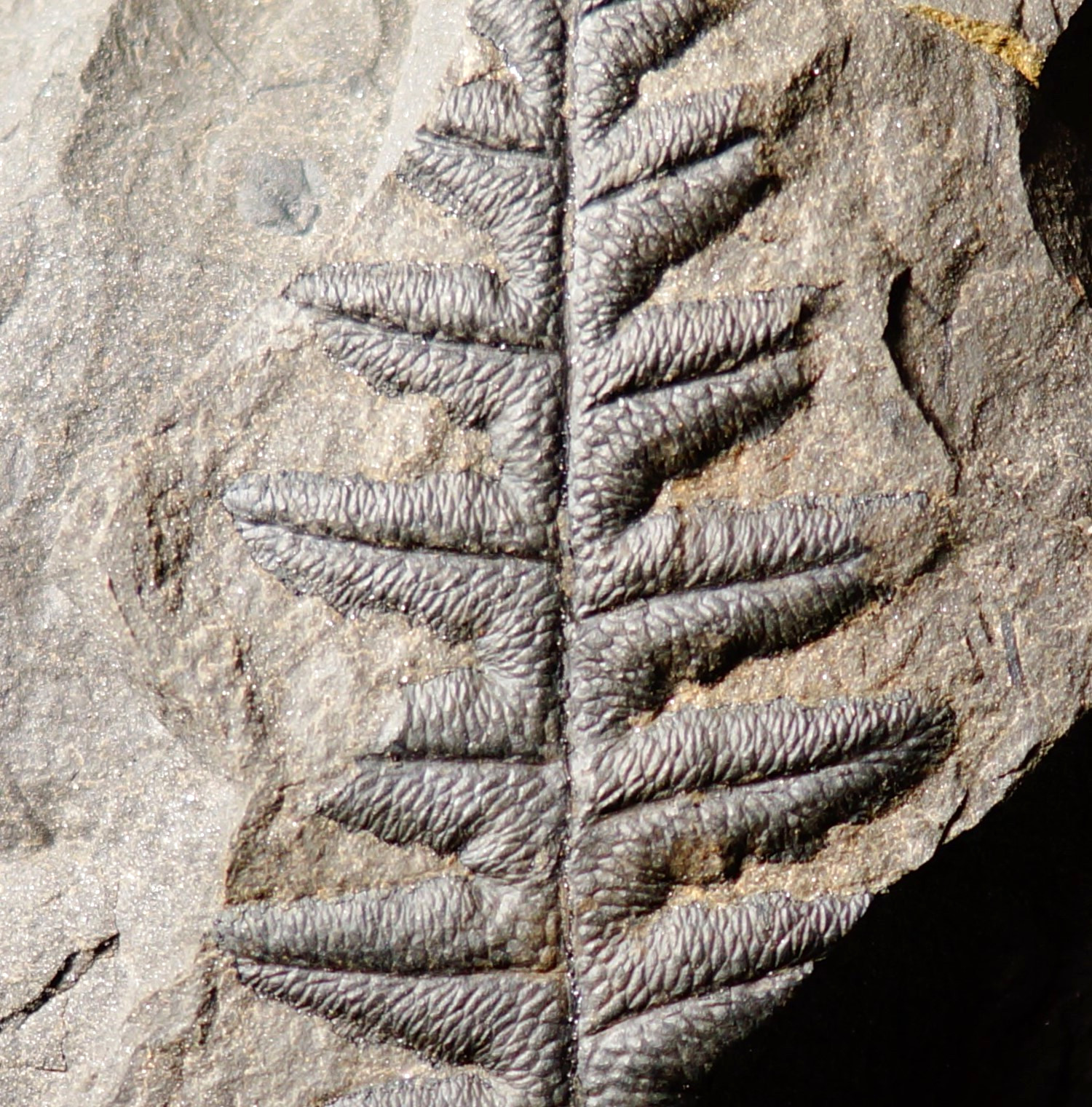 Rare detailed Carboniferous plant fossil seed fern Lonchopteris eschweileriana