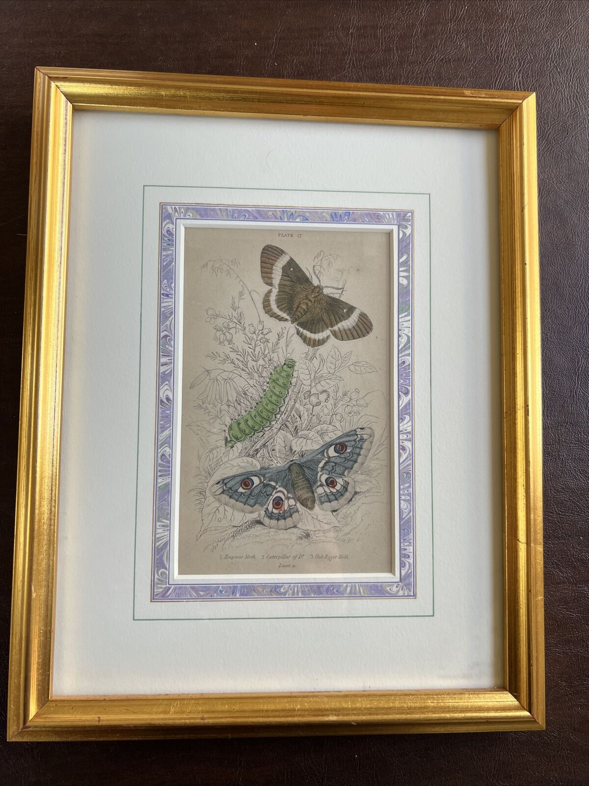 1800’s Lizars Professinally Framed Hand painted Engraving of Moths Collectible
