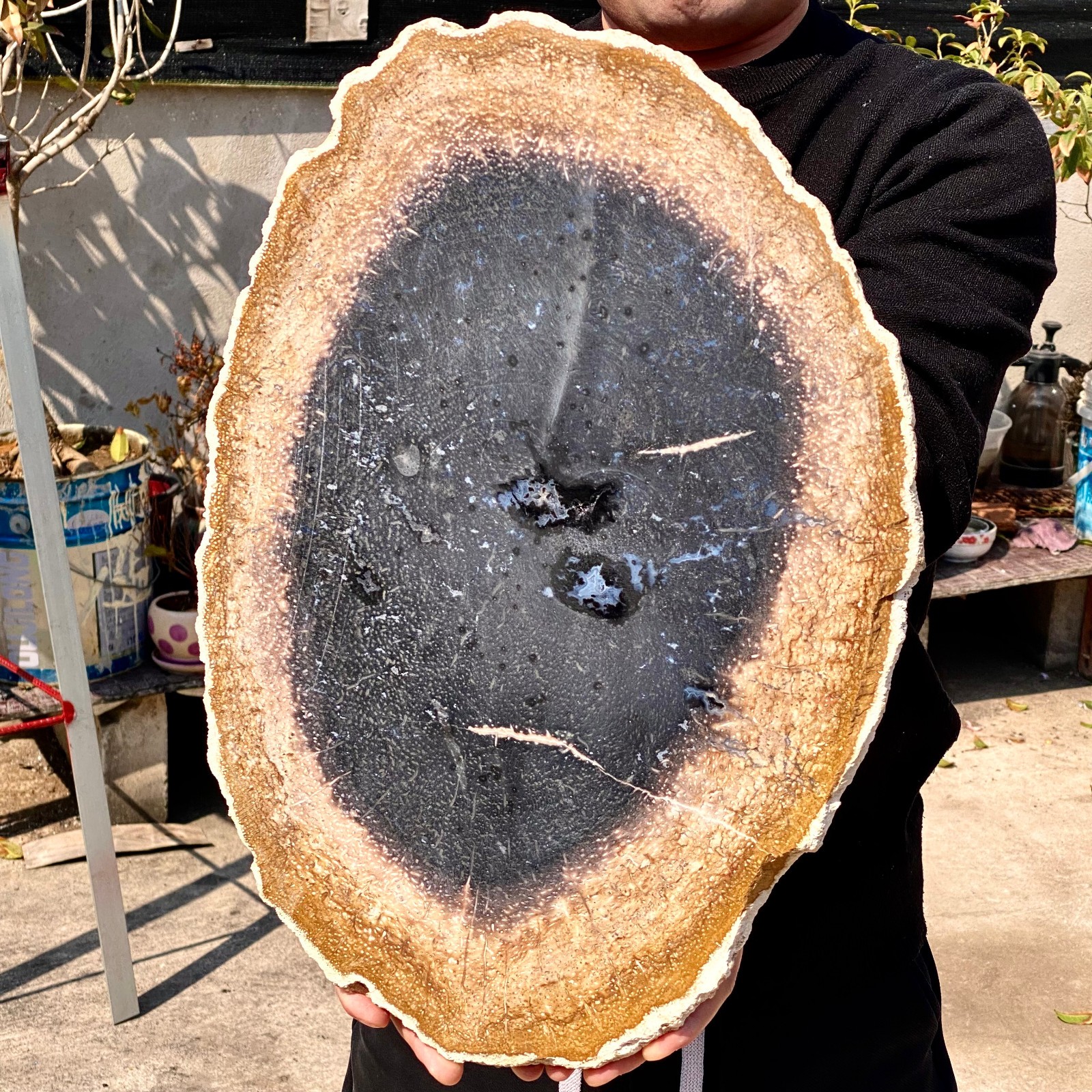 8.25LB Natural Petrified Wood Slab Fossilized Wood Slice Crystal Gem Specimen