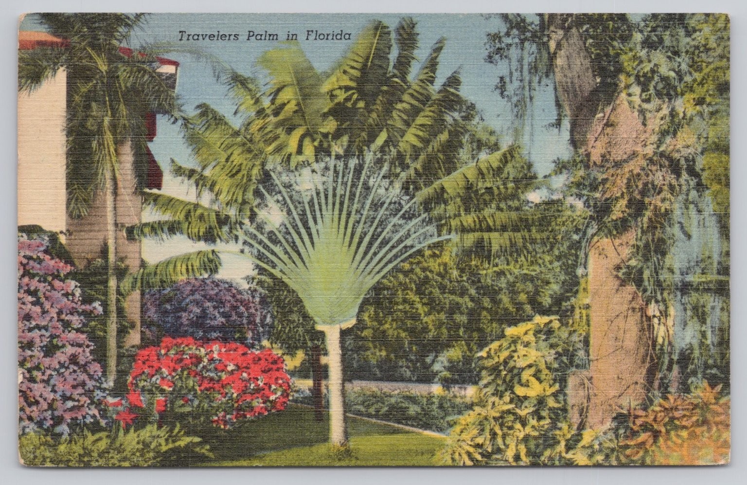 Vintage 1955 Florida Travelers Palm Curteich Linen Postcard Debary FL