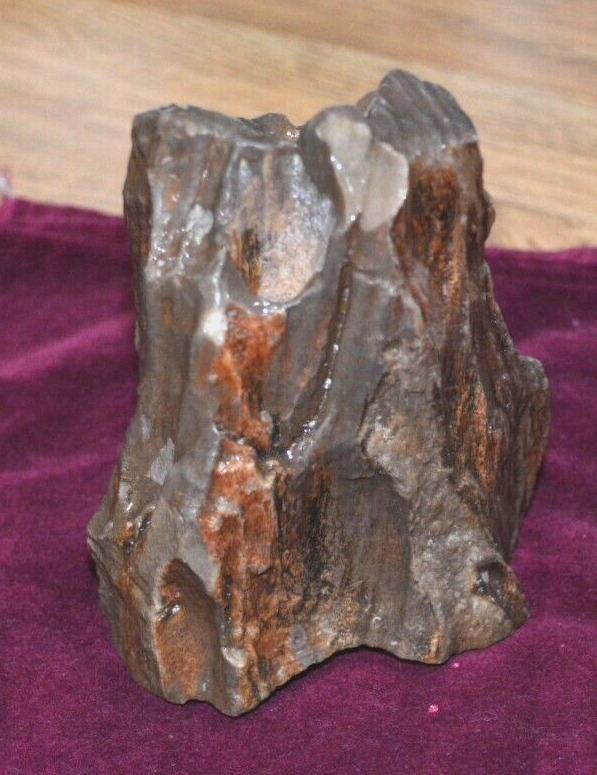 Petrified wood log Beautiful Detail 1.4 pounds OLD STOCK UNKNOWN Location