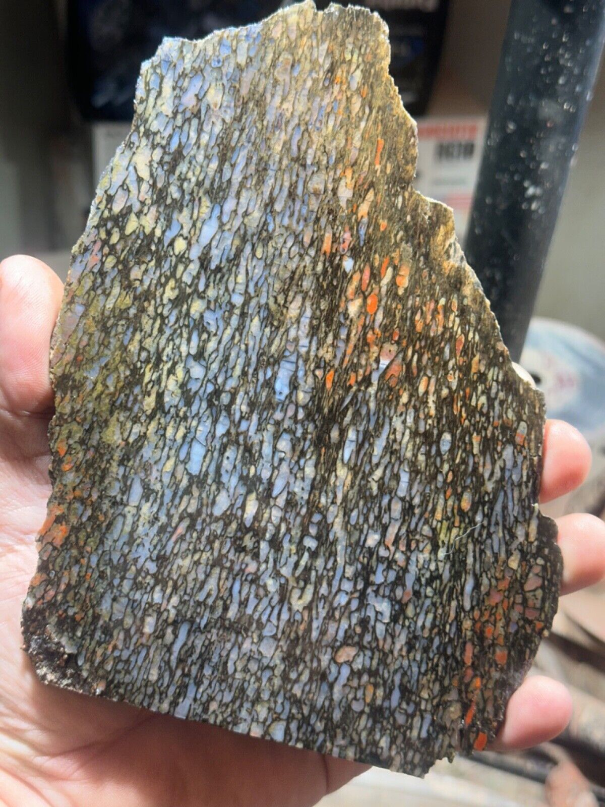 Agatized Utah dino gem bone rough **hxtled  large slab.
