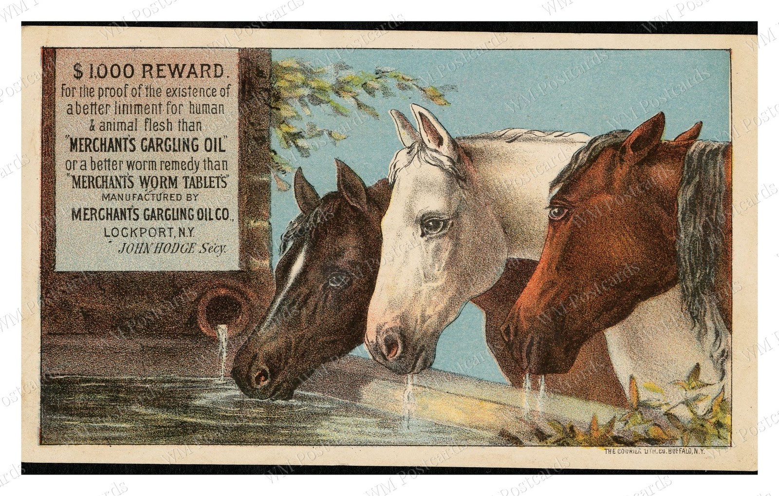 Le Roy New York 1880s Horse Heads Advertising Card Standard Postcard