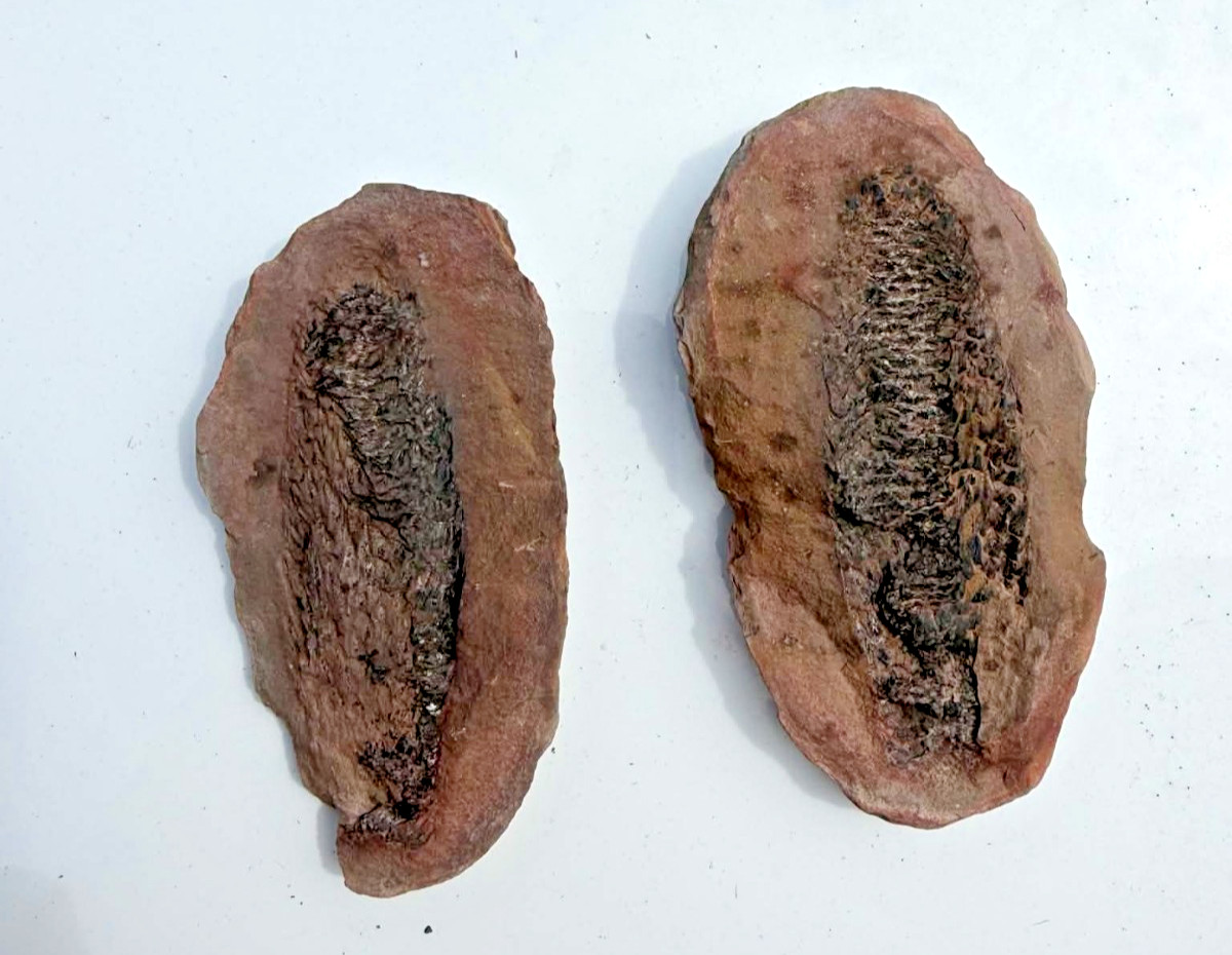 Mazon Creek Cone Fossil?