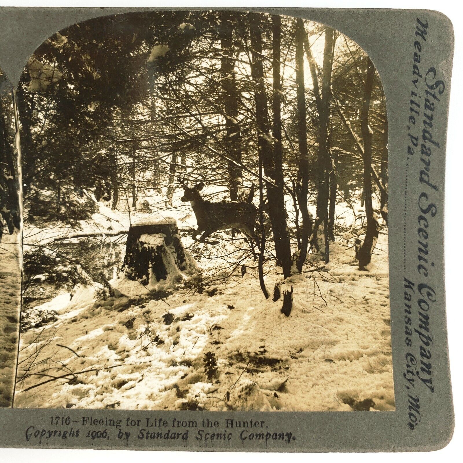 Deer Running From Hunter Stereoview c1906 Winter Snow Whitetail Hunting A1969