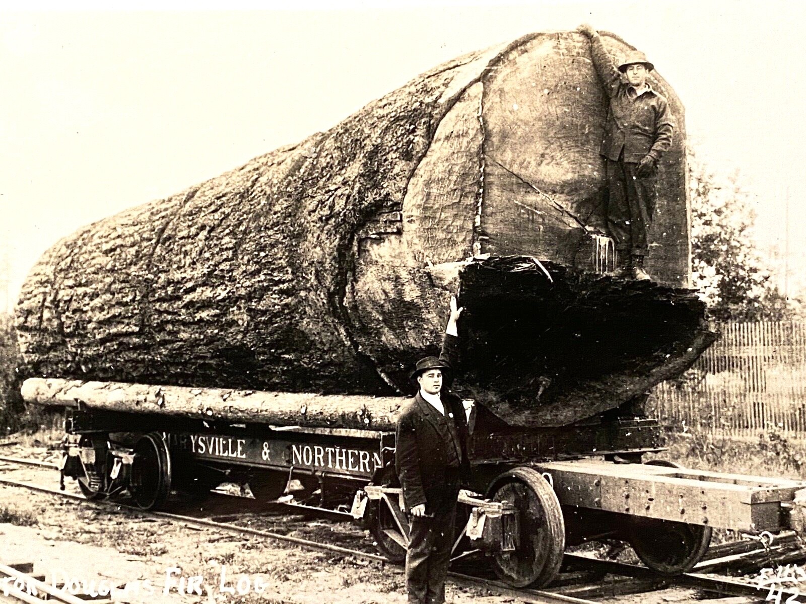 1910 RPPC Logging Douglas Fir Log Antique Real Photo Postcard Washington Train