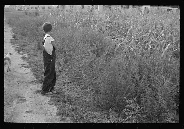 Photo:Farm Boy in Overalls Cornfield 1930s Black and White Photo