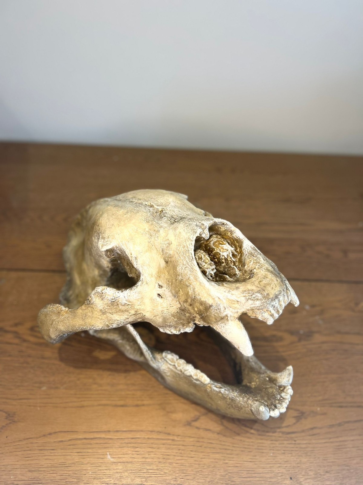 1:1 Short Faced Bear Skull 1:1 Short Faced Bear Skull