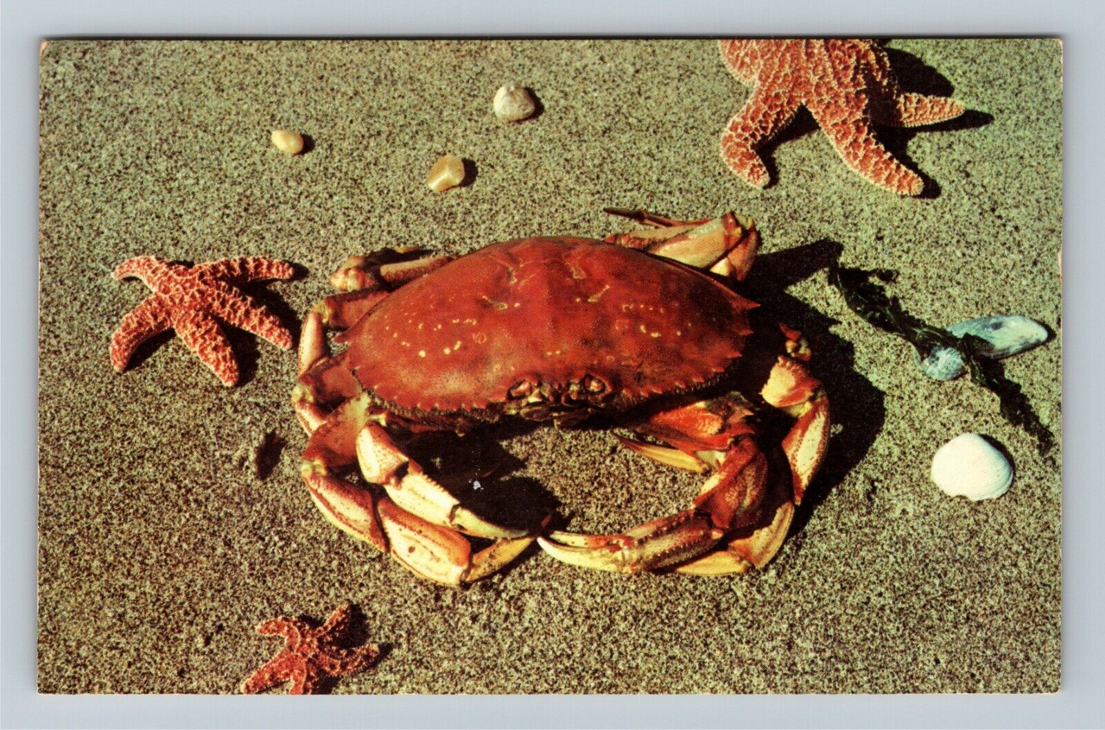 Pacific Ocean Crab Vintage Postcard