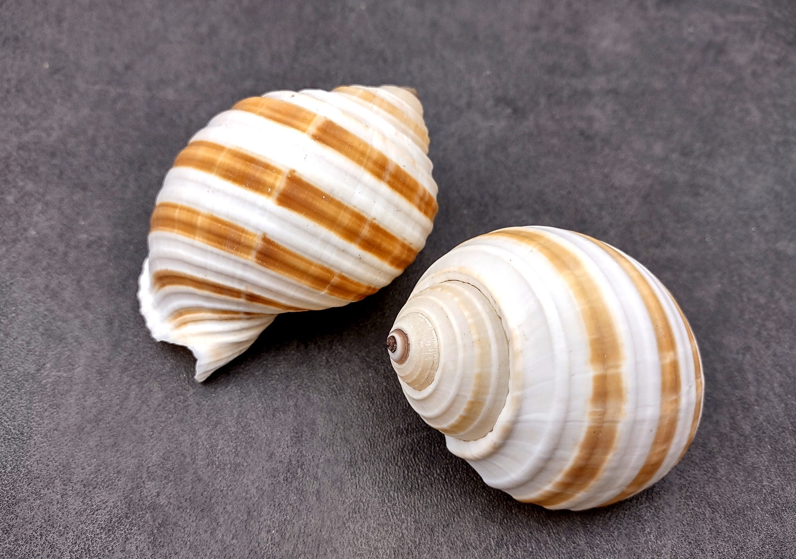 Large Striped Tun Seashells Tonna Sulcosa (2 shells approx. 3+ inches)