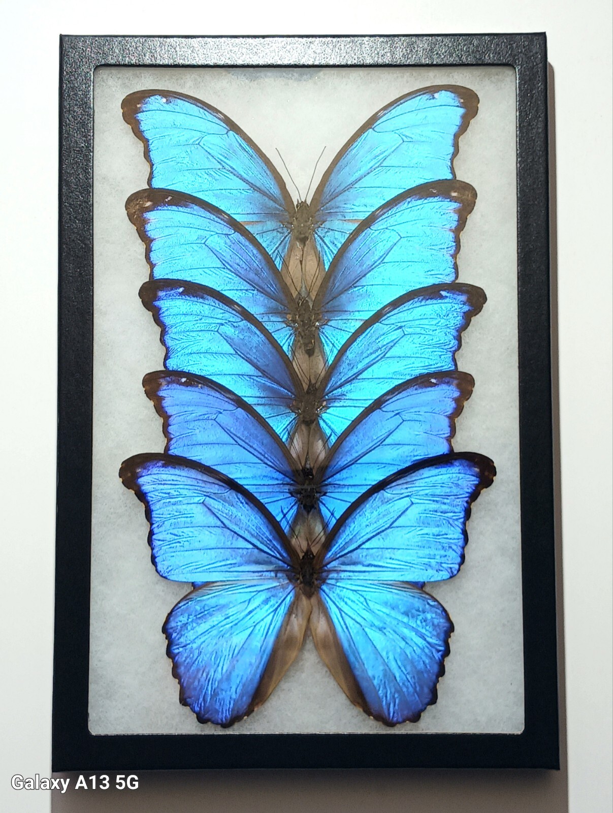 MORPHO DIDIUS A1/A- LOT OF 5 BUTTERFLIES MOUNTED RIKER FRAMED FROM PERU 