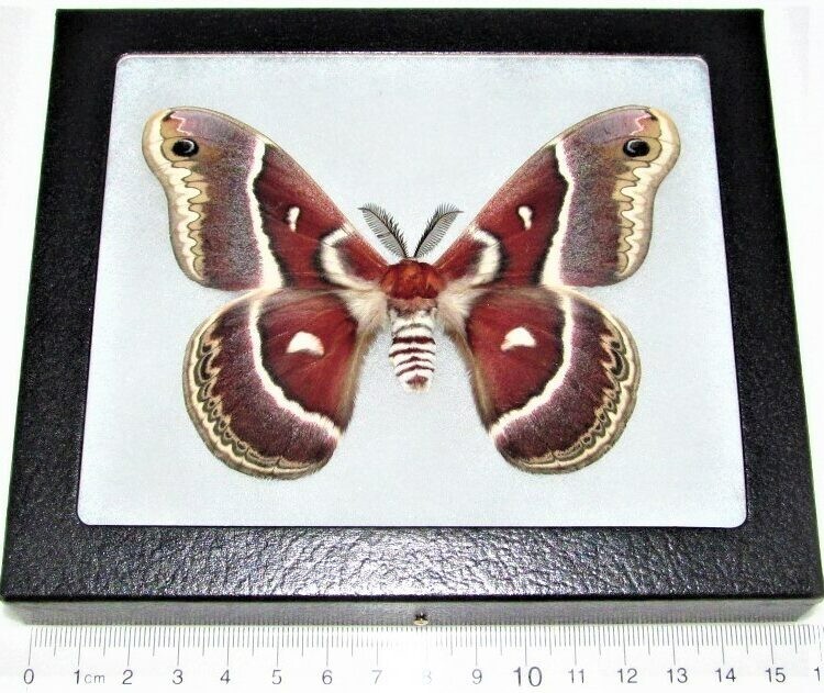 Hyalophora gloveri red saturn moth Arizona USA FRAMED