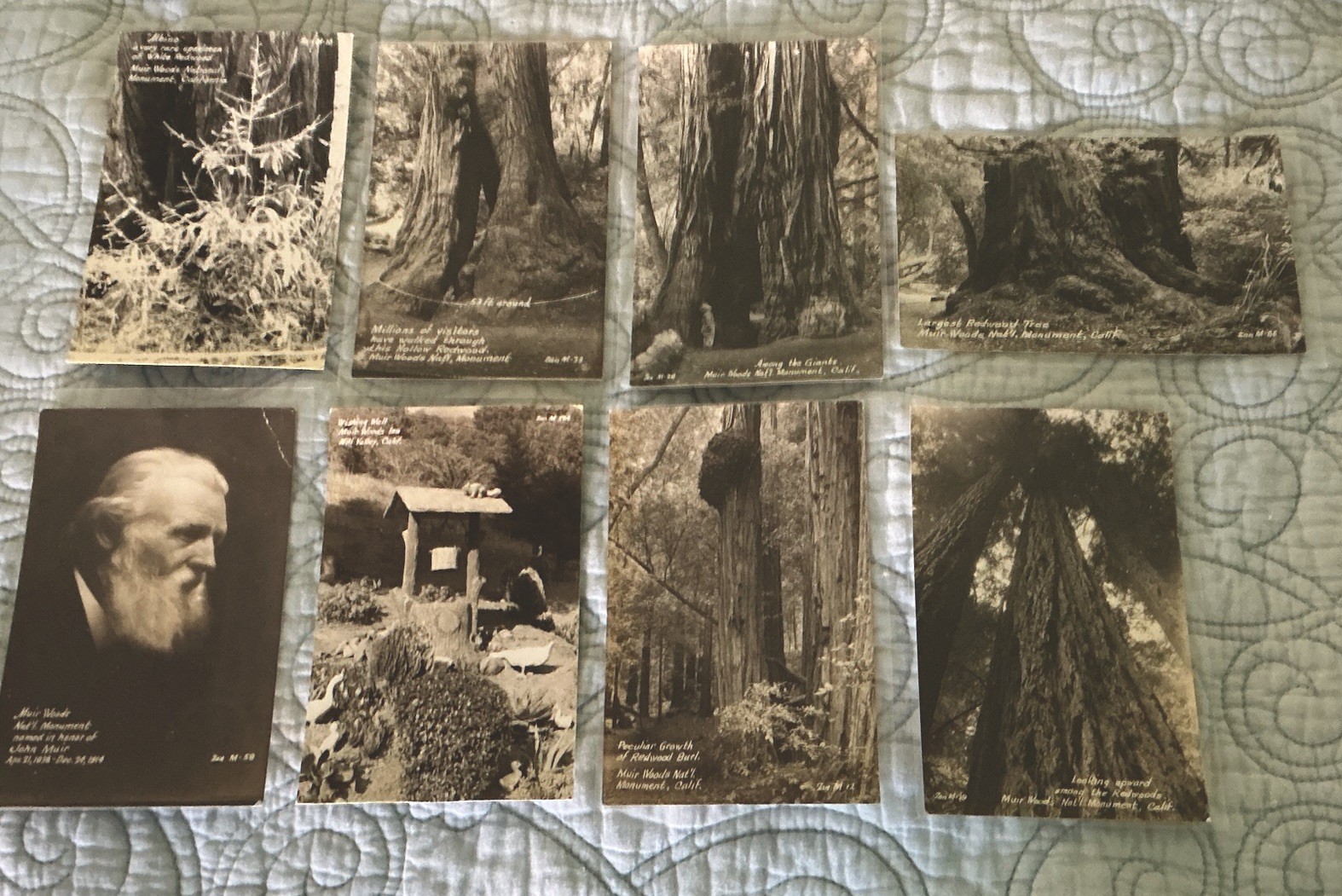 Vintage Muir Woods RPPC Postcard Lot x8 Zan Stark Real Photo California Redwoods