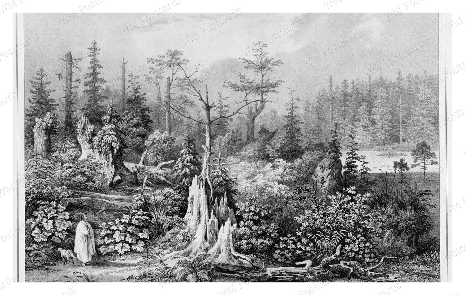 Sitka Alaska 1826 Forest Vegetation Lithograph Standard Postcard Sitka Alaska 1826 Forest Vegetation Lithograph Standard Postcard