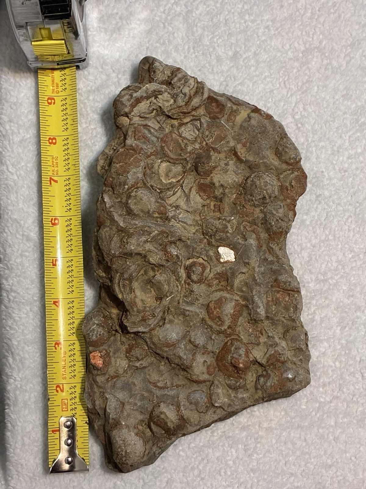 Brachiopod Cluster Fossil Plate Rare Red Color