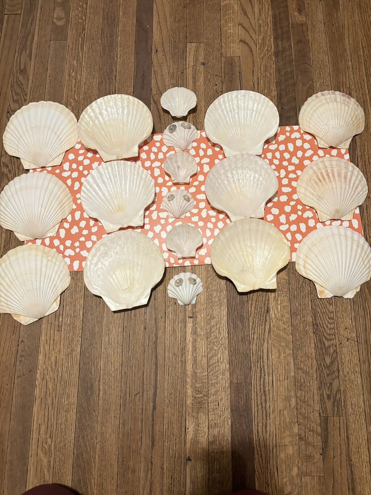 18 Piece Vintage Seashell Baking/Serving Dishes