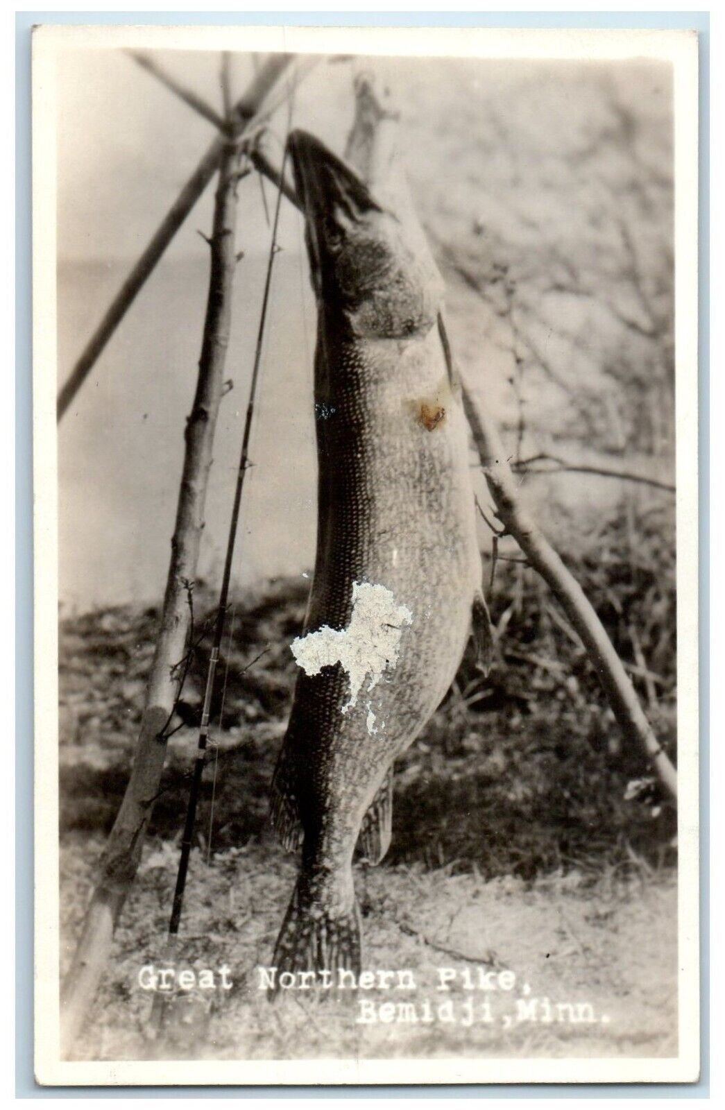 c1940\'s Great Northern Pike Bemidji Minnesota MN RPPC Photo Vintage Postcard