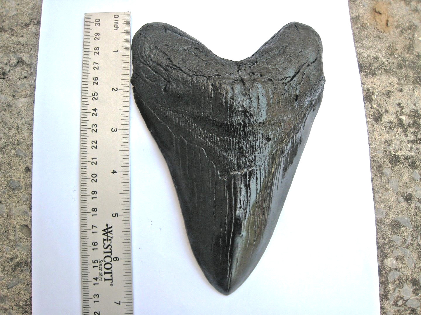 7 INCH LONG MEGALODON TOOTH REPLICA BIG FOSSIL GIANT RELIC TEETH HUGE SHARK NICE
