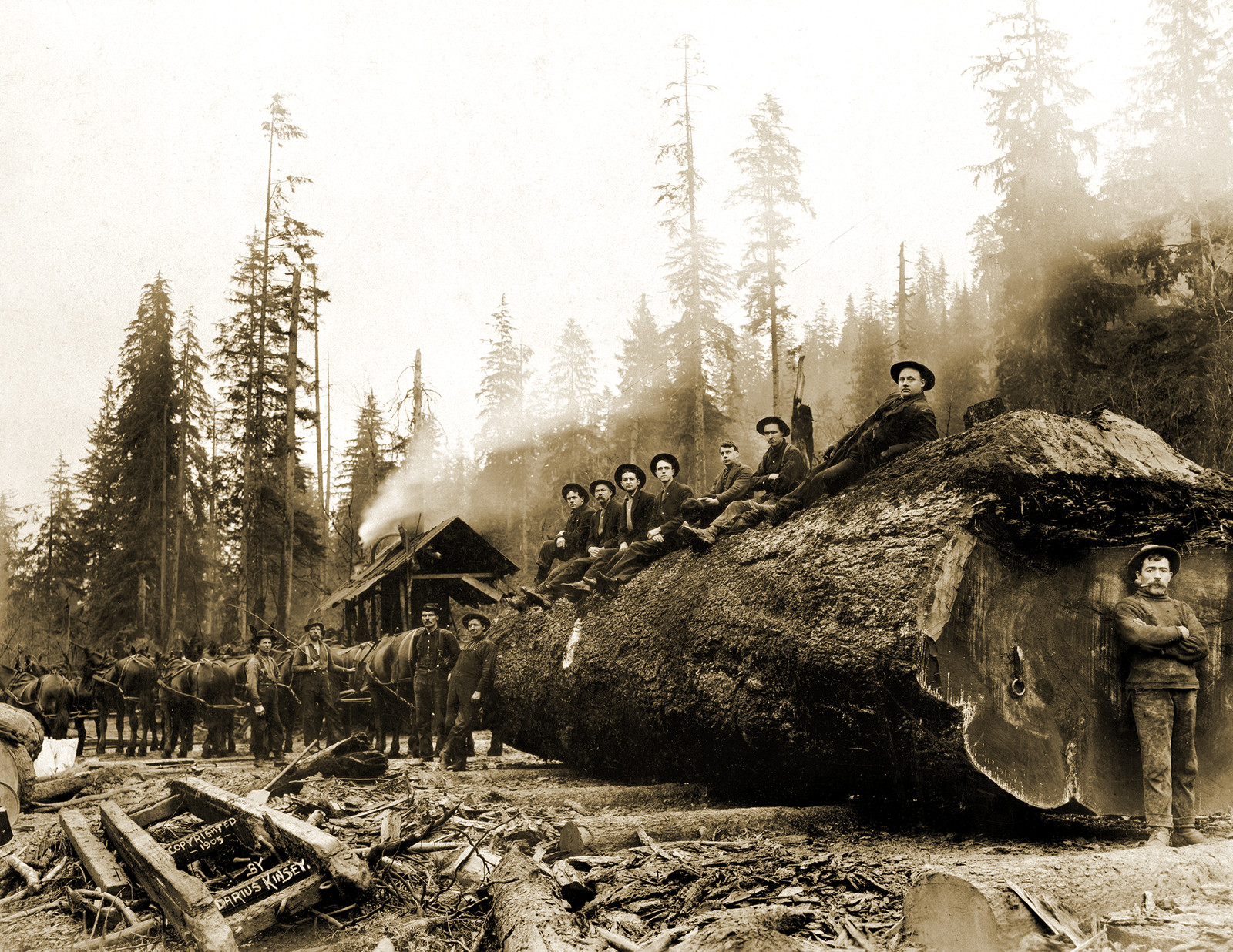 1905 Horse Team Hauling a Giant Log, WA Old Photo 8.5\ 1905 Horse Team Hauling a Giant Log, WA Old Photo 8.5\