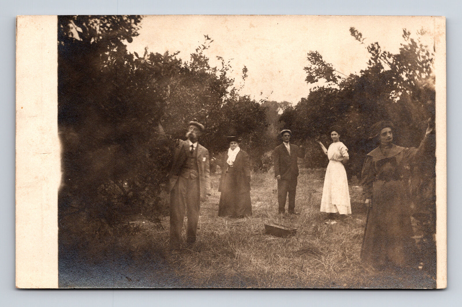 RPPC Well Dressed Family Picking Fruit in Orchard Apples Oranges? Postcard
