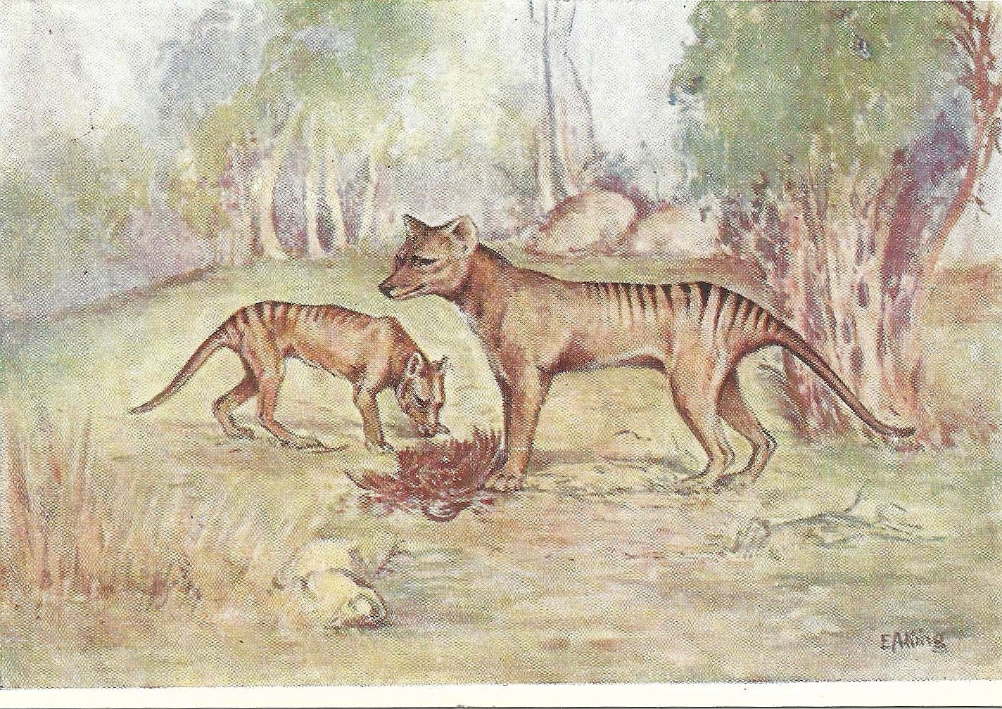 Mint pristine 1934 Museum  Post.card set series c Mammals Tasmanian Tiger  