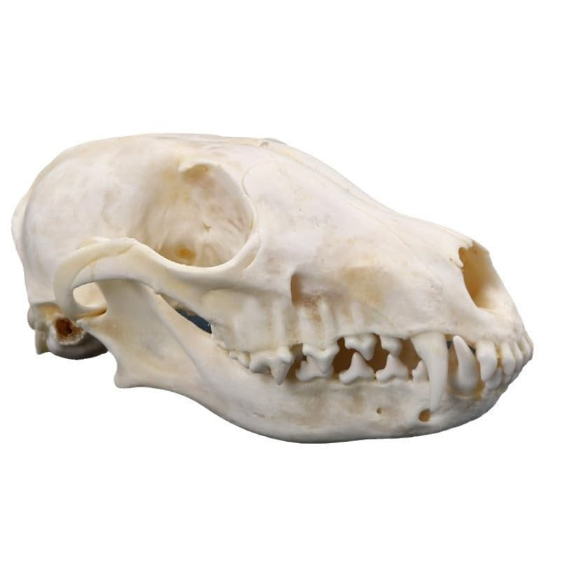 1Pcs Real Red Fox Bones Skull Fox Head Skeleton Natural Teeth Bone Specimen Gift
