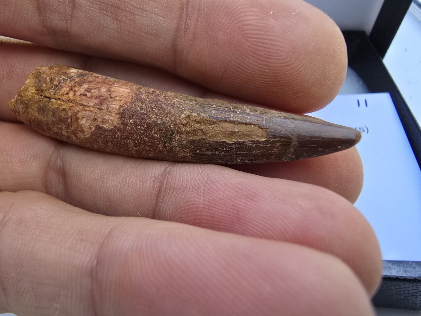Authentic Spinosaurus Tooth 2.125\