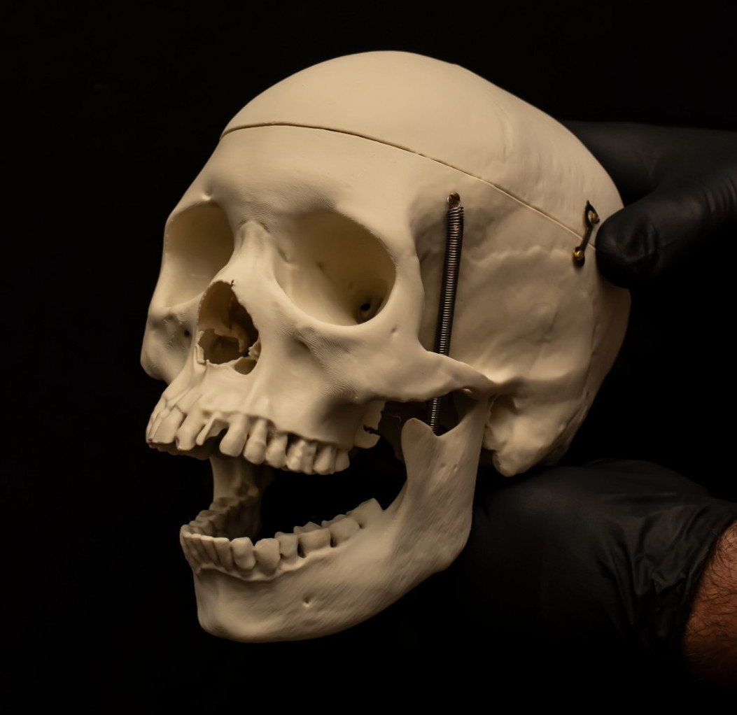 Life Size Human Skull Replica Female Medical Anatomy Hinged Jaw 1:1 Model