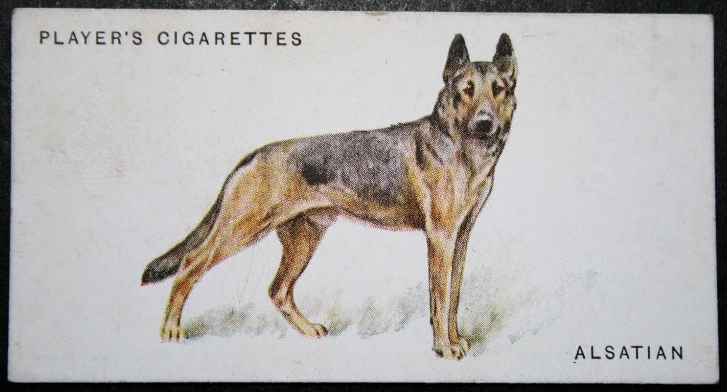 ALSATIAN   German Shepherd  Vintage 1931 Illustrated Dog Card  DD23M