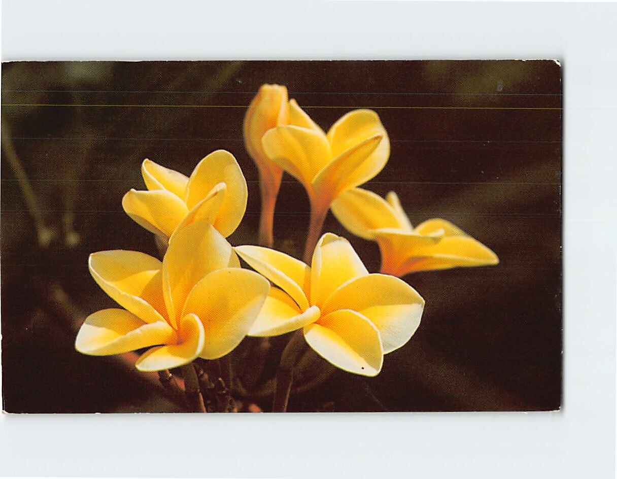 Yellow Plumeria Blossoms Hawaii USA Q-11418