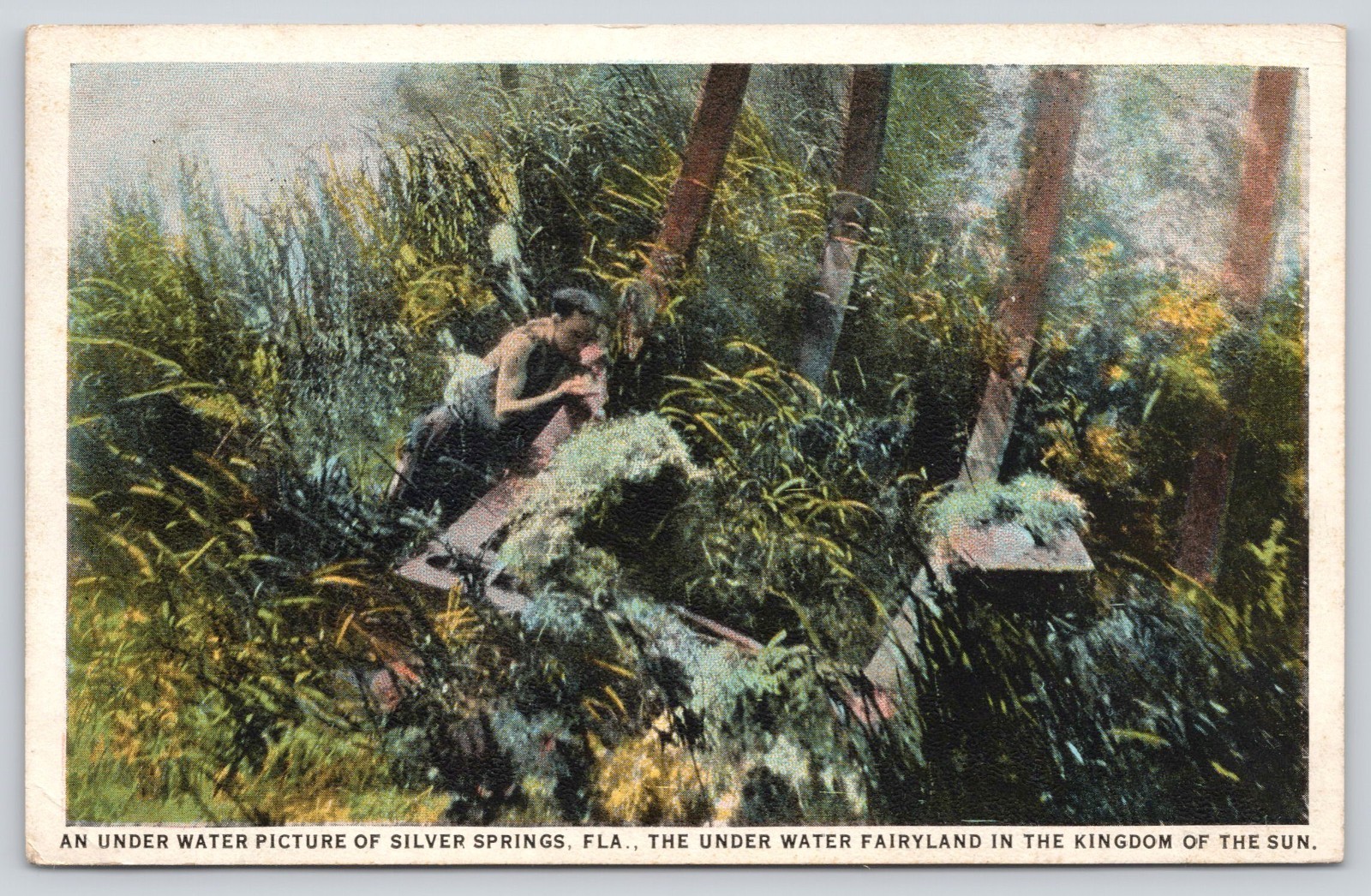 An Under Water Picture Silver Springs FL Florida Postcard 1926 Fairyland Ocala