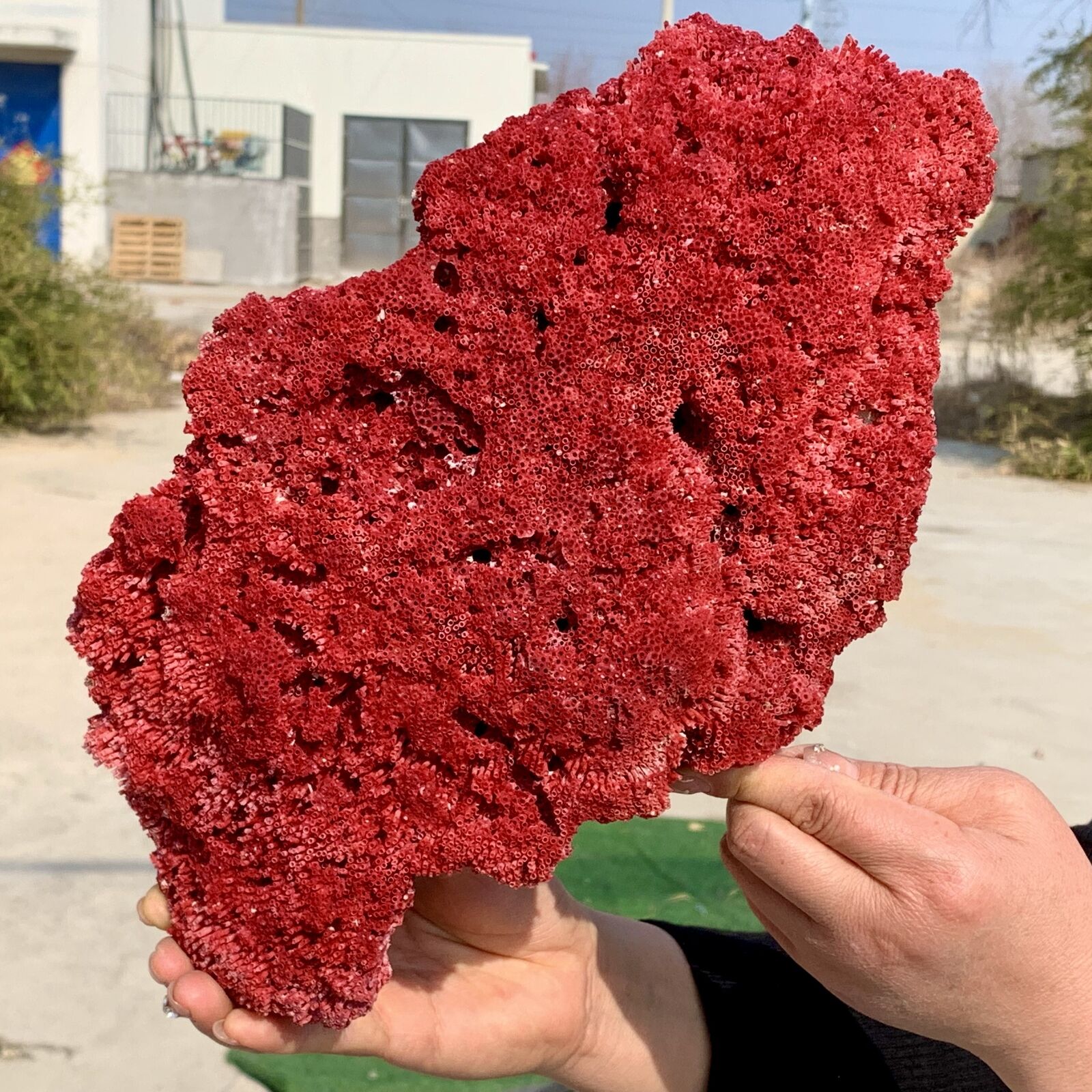 2.7LB Natural Red coral reef Cluster Ocean Mineral Crystal Specimen