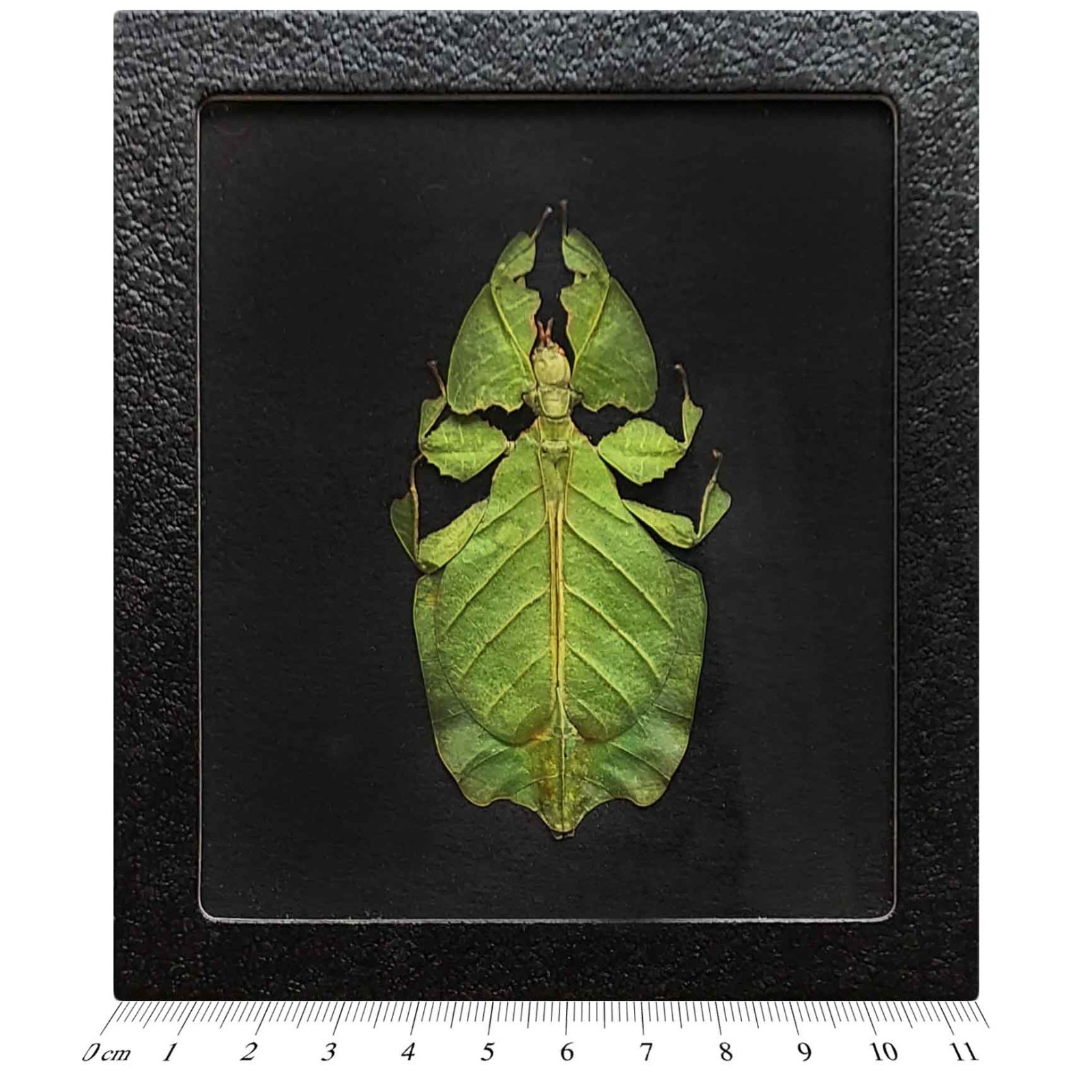 Phyllium pulchrifolium BLACK BACKGROUND female REAL LEAF MIMIC FRAMED INSECT