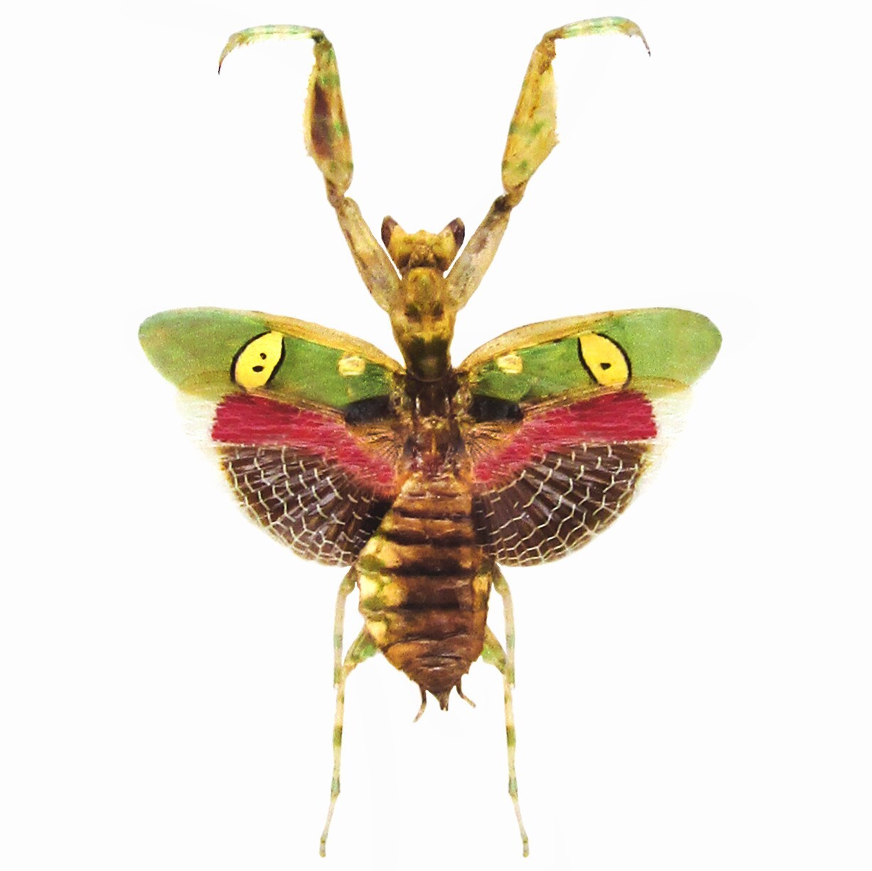 Creobroter gemmatus VERSO pink green praying mantis female Indonesia PACKAGED Creobroter gemmatus VERSO pink green praying mantis female Indonesia PACKAGED