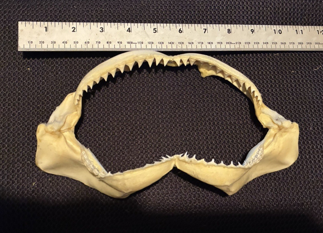 Bull Shark Jaw With Rows of  Sharp Teeth ~9\