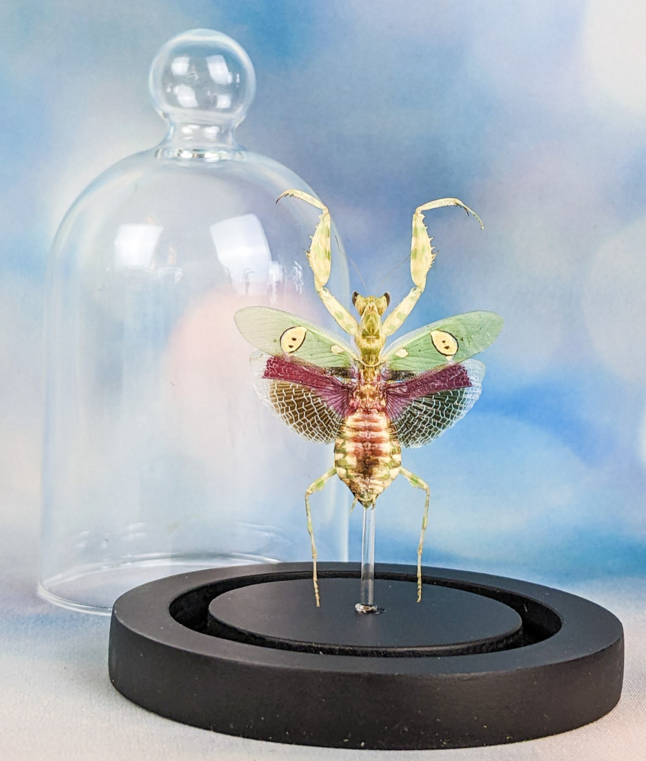 Jeweled Flower Mantis Glass Dome Display Entomology Taxidermy Oddity Curiosity