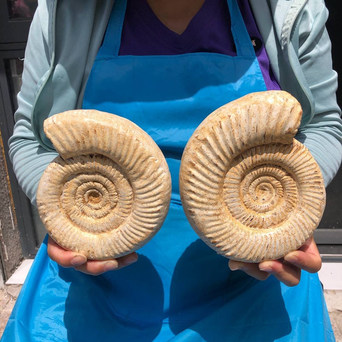 1450+1190g Natural ammonite fossil conch cluster crystal specimens healing