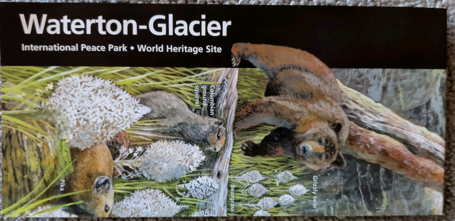 New 2026/2027 Glacier National Park Official National Park Service Map/Brochure