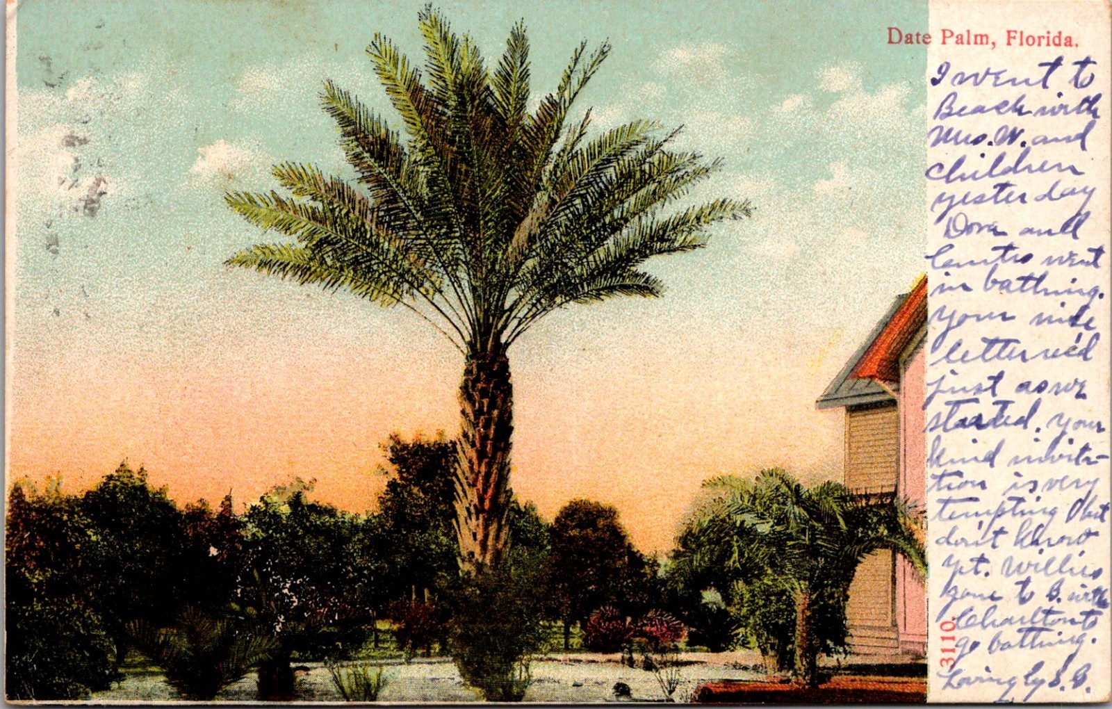 Date Palm  Tree Miami FL c1901 Postcard UDB