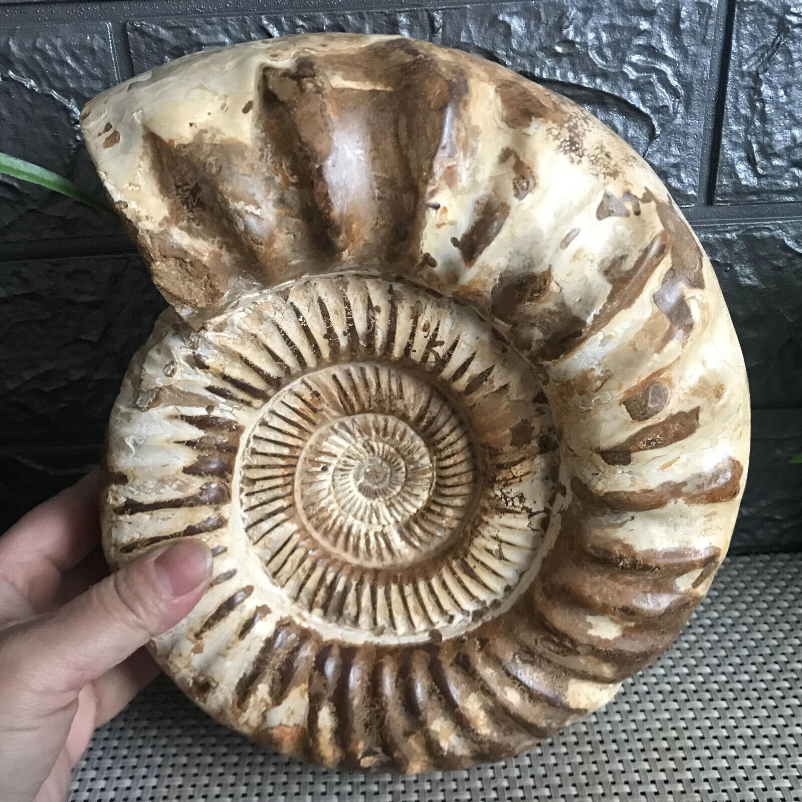 4.65kg Rare Natural conch Ammonite fossil specimens of Madagascar 02
