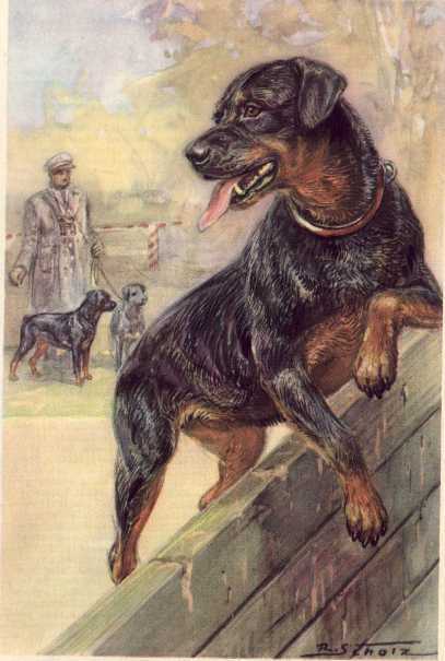 Rottweiler - CUSTOM MATTED - Dog Art Print - German / NEW U