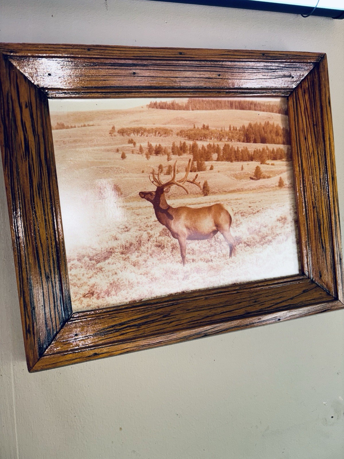 Vintage Sepia Photograph Of Elk Flagstaff AZ Framed Hart Prairie