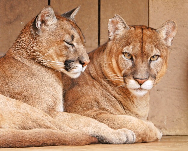 Wild Cat PUMAS Glossy 8x10 Photo Nature Print Cougar Poster