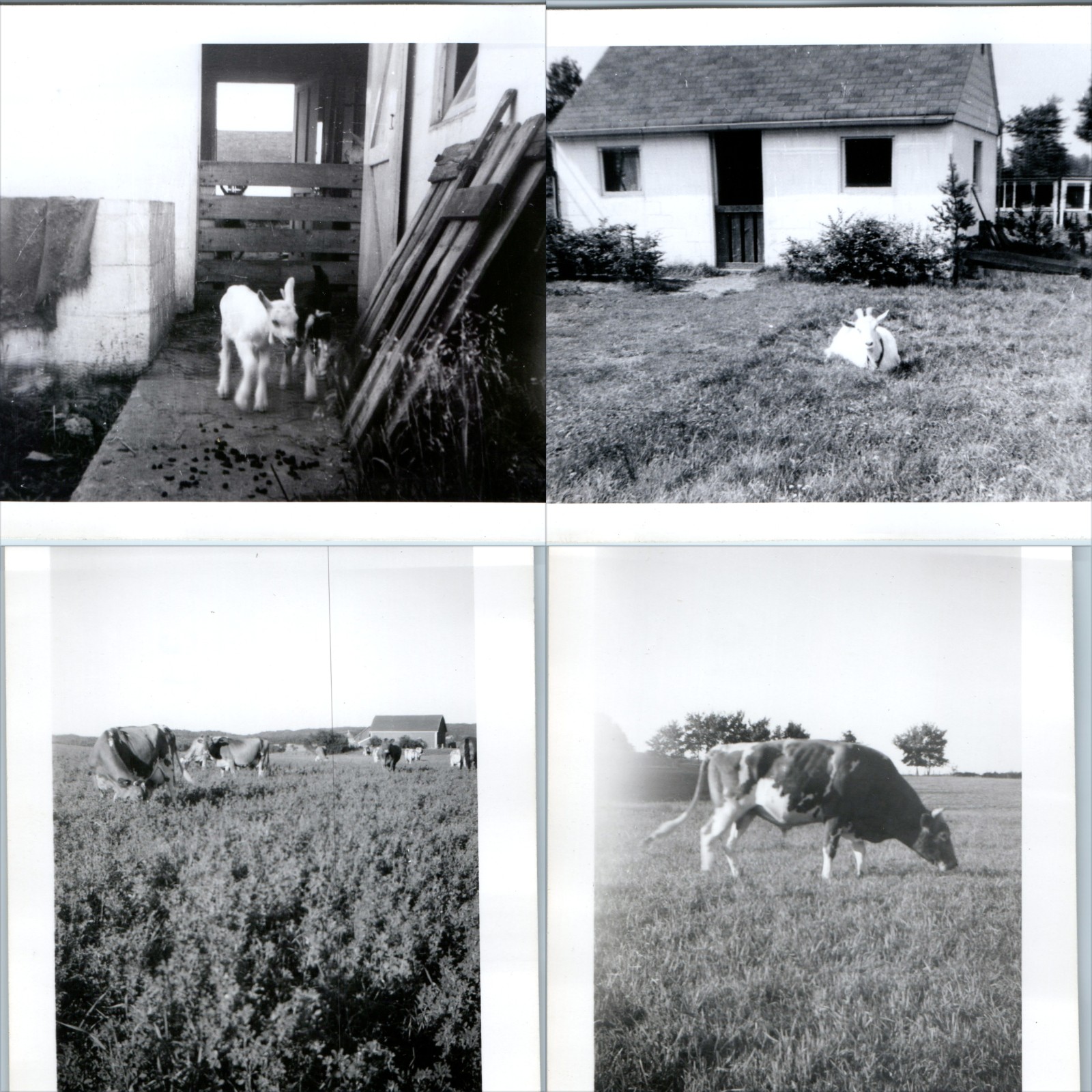 x4 LOT c1940s Farm Goats Dairy Cattle Pasture Snapshot Photos Barn Livestock Vtg x4 LOT c1940s Farm Goats Dairy Cattle Pasture Snapshot Photos Barn Livestock Vtg